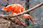 Fauna e flora paranaense