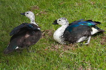 Fauna e flora paranaense