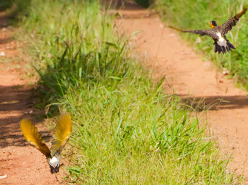 Fauna e flora paranaense