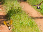 Fauna e flora paranaense